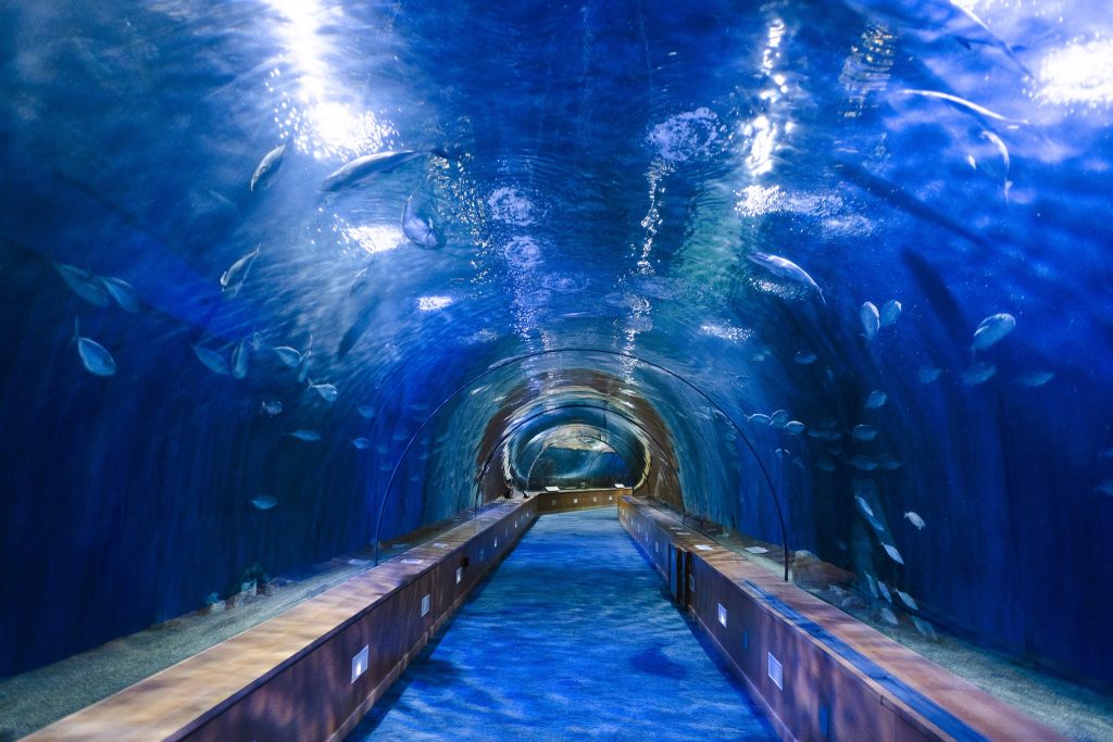 Photo of Oceanogràfic de Valencia 5