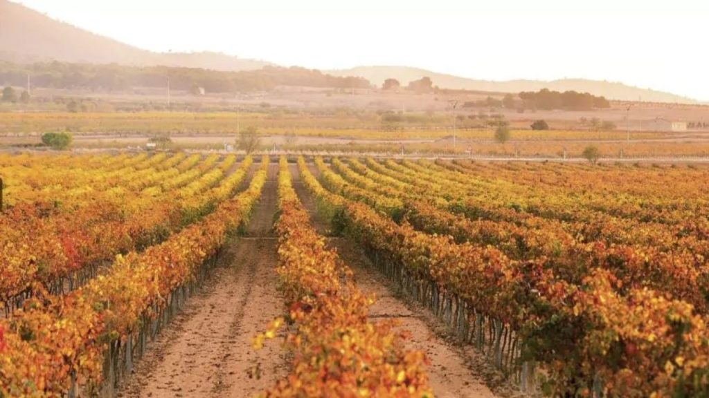 Foto de COSTA BLANCA DMC 15