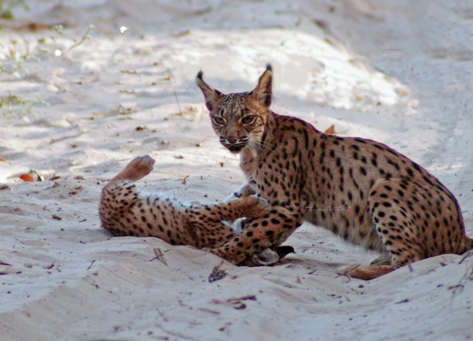 Foto de SUR THE LIFE EXPERIENCE 4