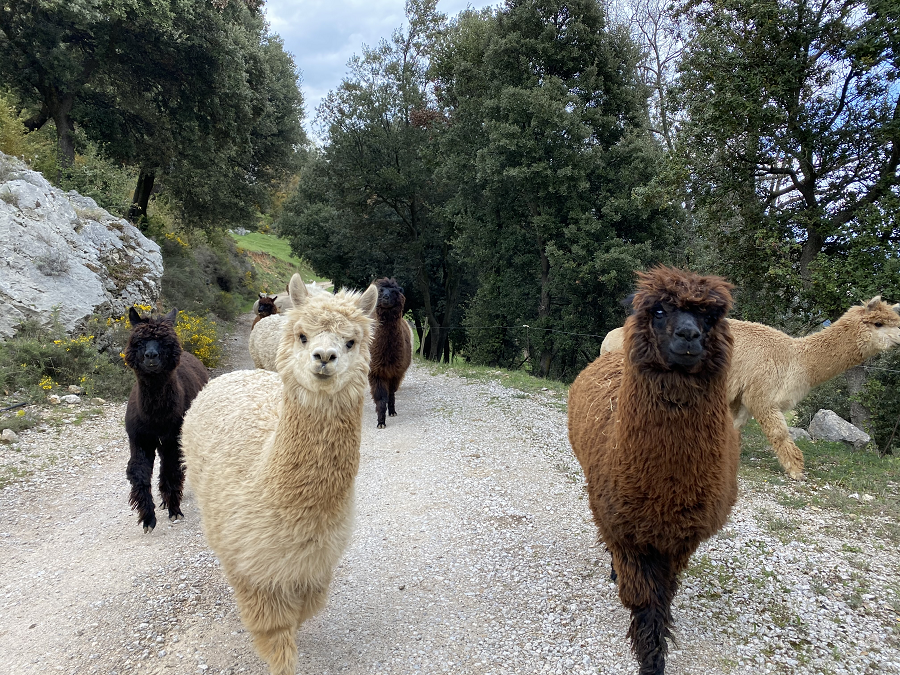 Alpacas 2
