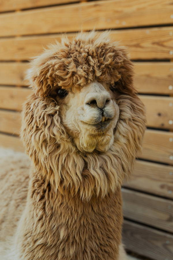 #EligeTuCausa: Merolla Berguedà, una experiencia de team building entre alpacas