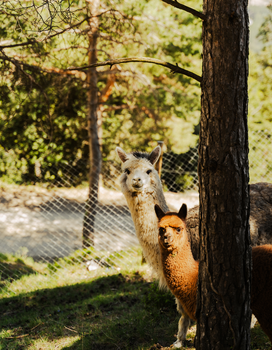 Alpacas 1