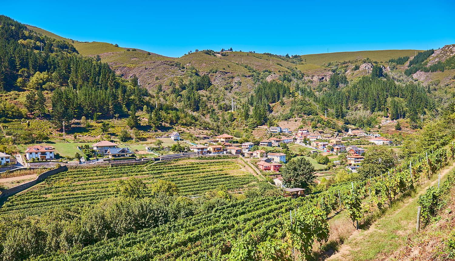 Cangas del Narcea viñedos