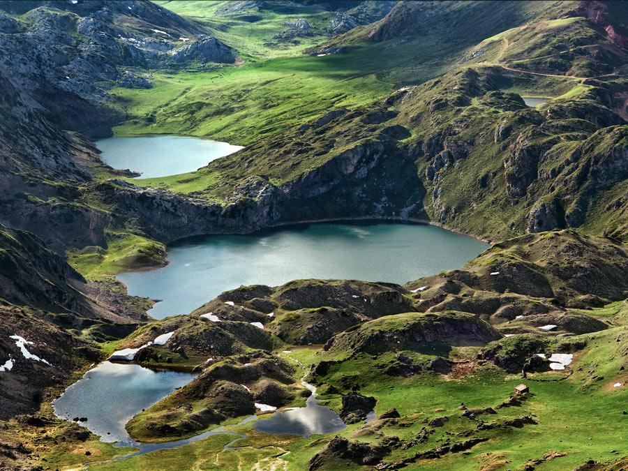 Oso pardo Asturias
