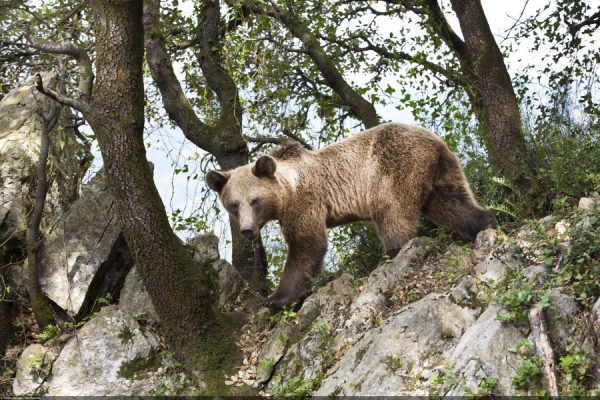 Tras las huellas del oso pardo: Asturias propone experiencias MICE en plena naturaleza
