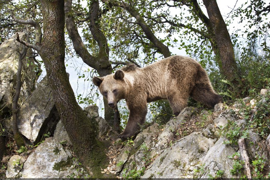 Tras las huellas del oso pardo: Asturias propone experiencias MICE en plena naturaleza