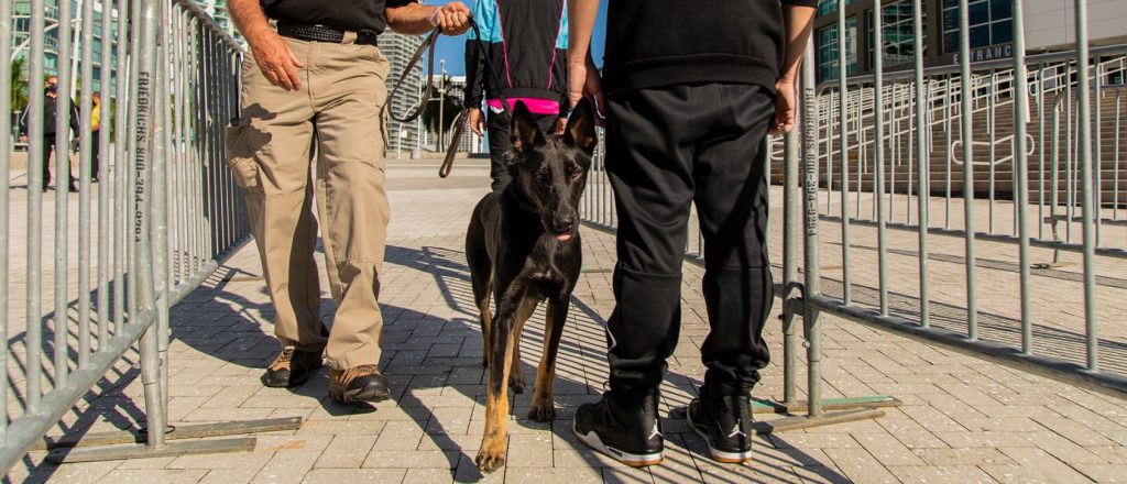 ¿Perros detectores de Covid en eventos?