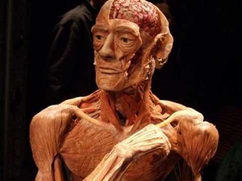 Viaje al interior del cuerpo humano