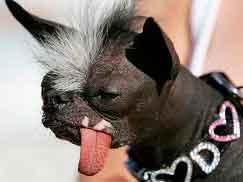 Perros feos que atraen masas