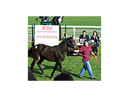 Quiq Sound colabora en la reinauguración del Hipódromo de Madrid