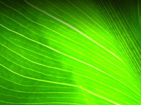 El hotel Rey Juan Carlos I ofrece Green meetings