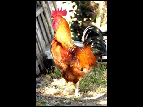 Burger King is looking for a city to host the chicken Olympics