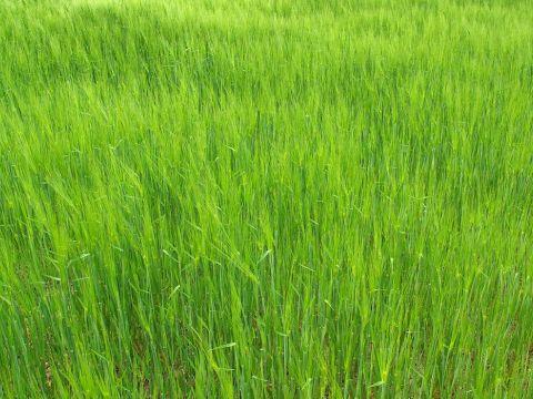 Sanca se hace con el Environmental Achievement Award