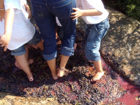 Incentivos entre uvas en La Rioja