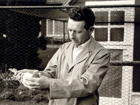 2011: El año de la paloma