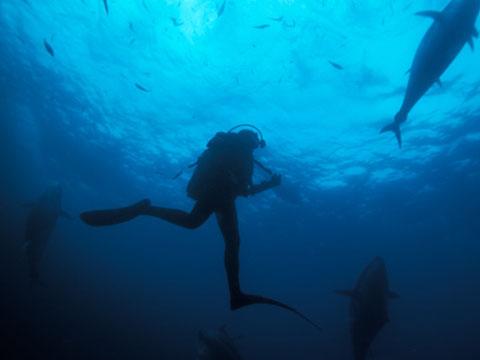 ¿Te atreves a nadar entre atunes gigantes?