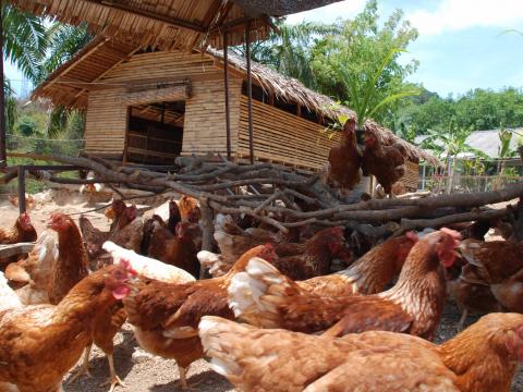 Gallinas muy en forma en el Six Senses Yao Noi