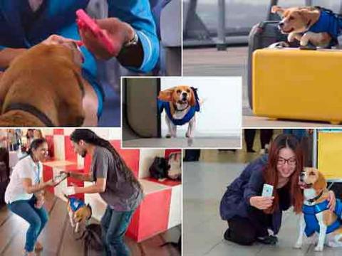 El perro rastreador de objetos perdidos: nuevo servicio de KLM