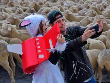 Persiguiendo ovejas sin salir trasquilados