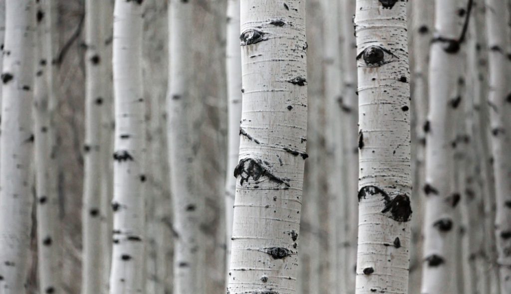 BCD travel y BCD m&e alcanzan la neutralidad en carbono con un proyecto de reforestación inte