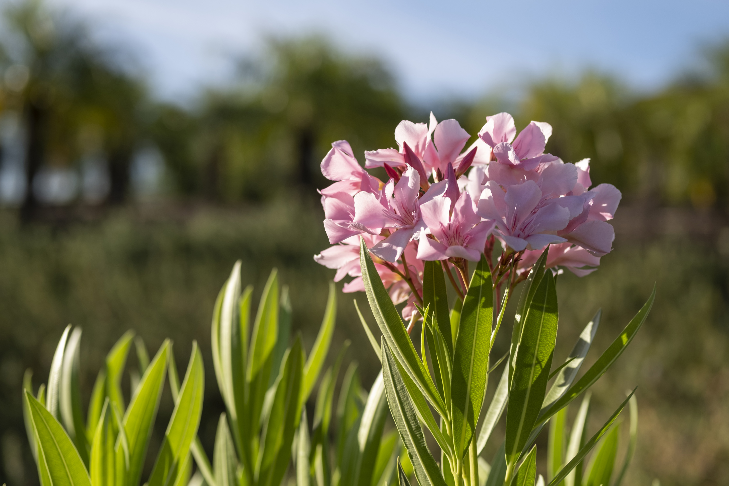 Photo of TORRE SEVILLA LOFT GARDEN 8