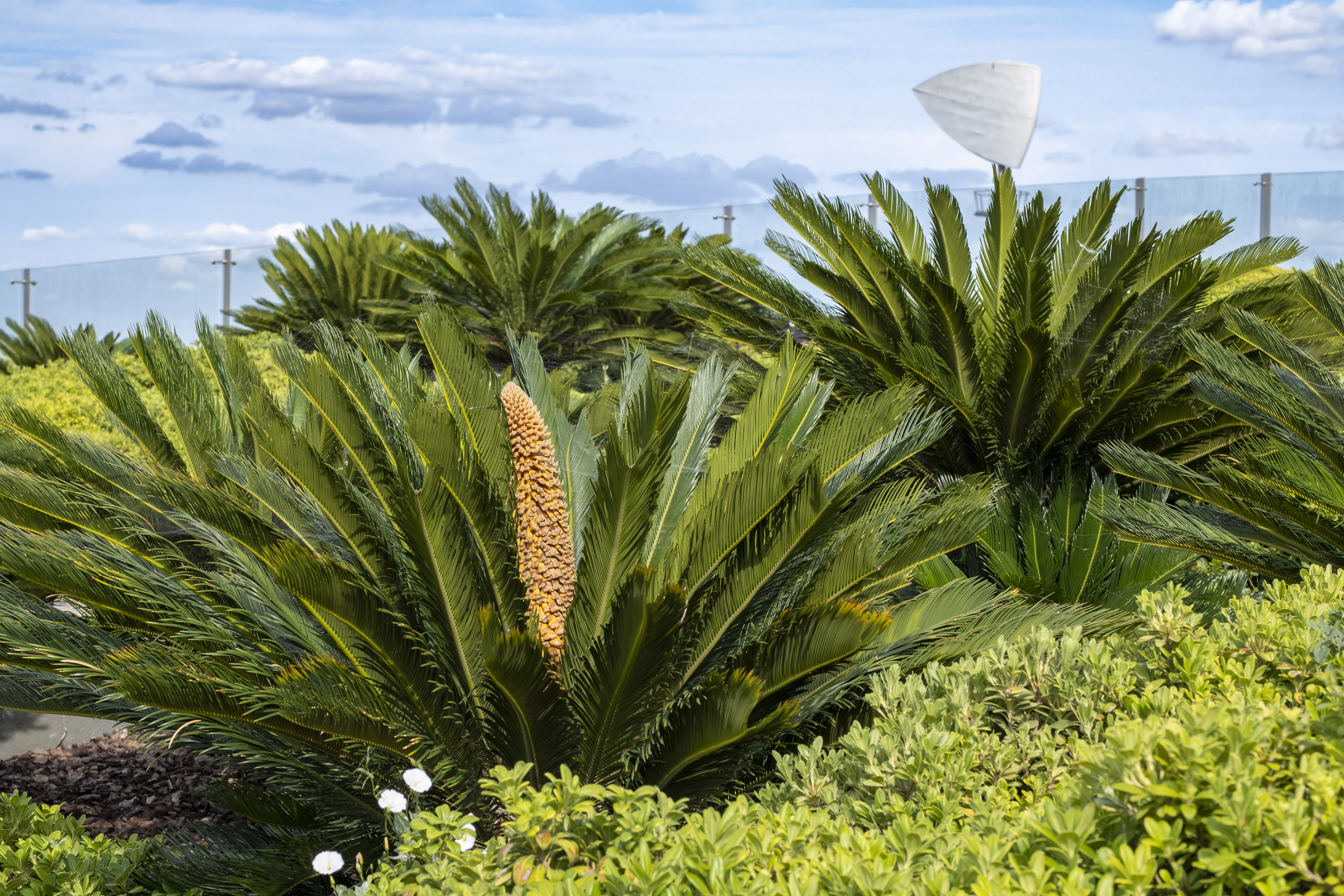 Photo of TORRE SEVILLA LOFT GARDEN 9