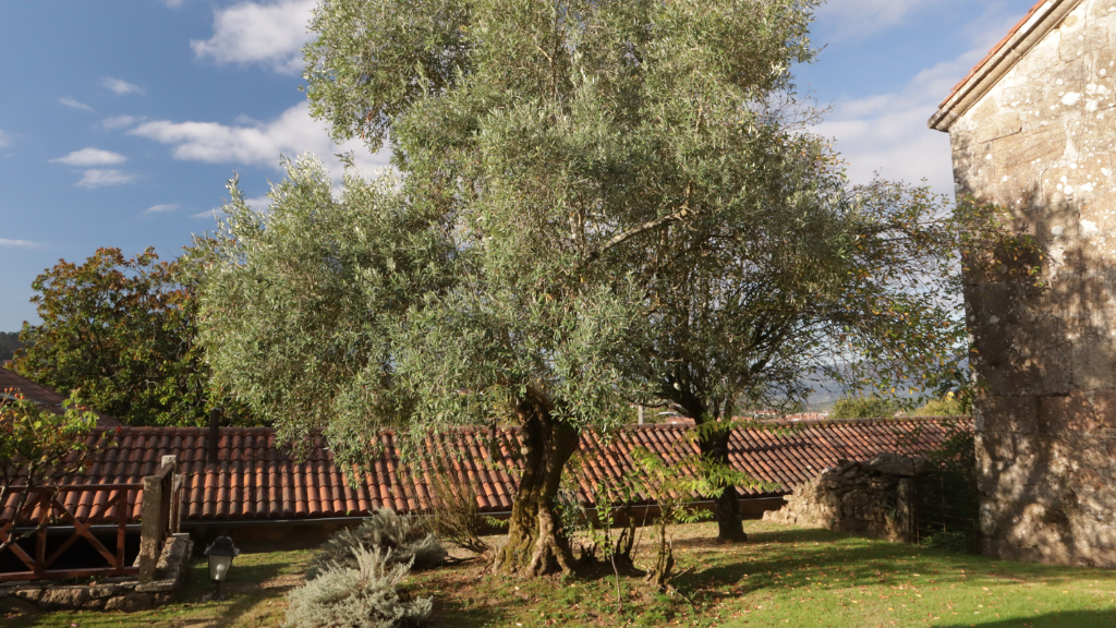 Photo of Pazo de Adrán 8