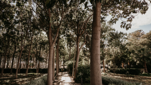 Foto de Huerto de San Rafael 8